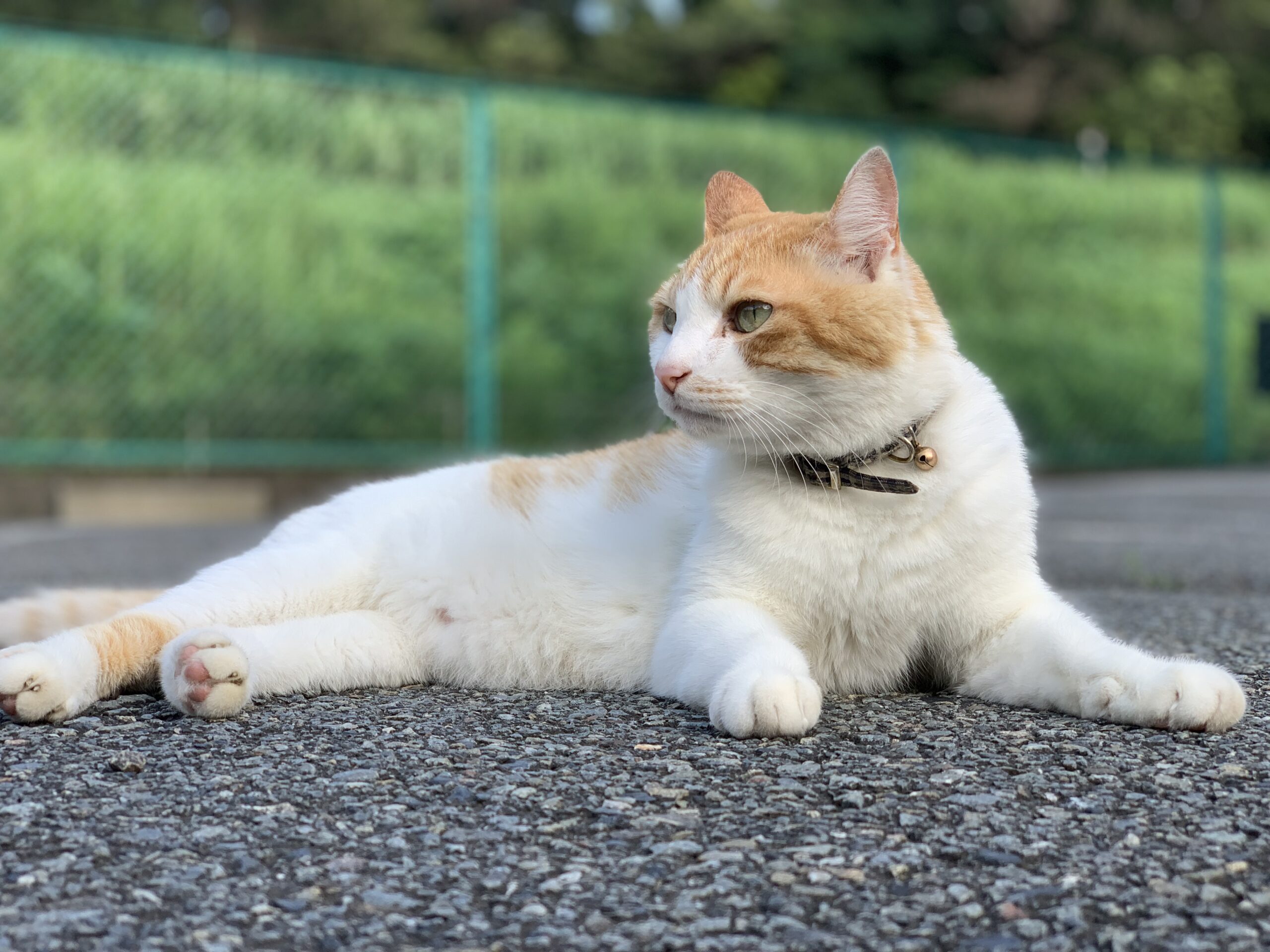 看板猫